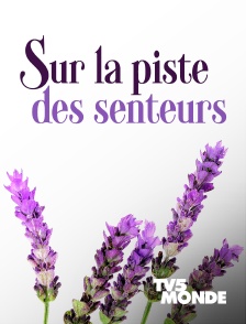 Sur la piste des senteurs