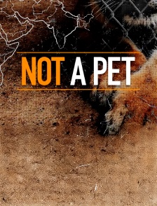 Not A Pet