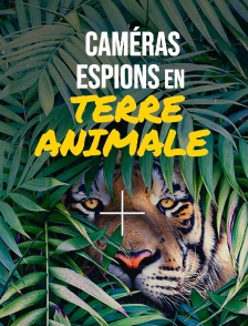 Caméras espions en terre animale