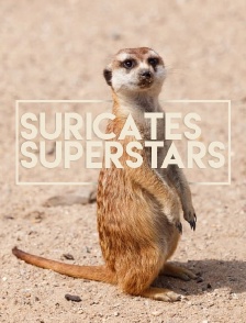 Suricates superstars