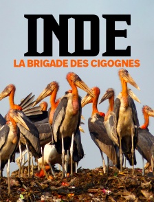 Inde, la brigade des cigognes