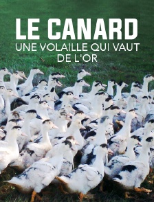 Le canard, une volaille qui vaut de l'or