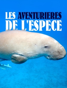Les aventurières de l'espèce