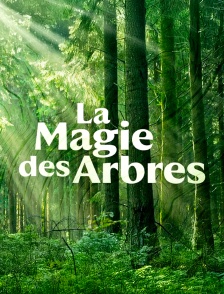 La magie des arbres
