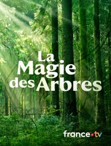 France.tv - La magie des arbres