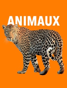 Traqueurs de serpents