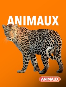 Animaux - A l'école des chiens guides