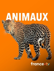 france.tv - Au pays de l'abeille noire