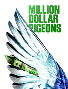 Million Dollar Pigeons
