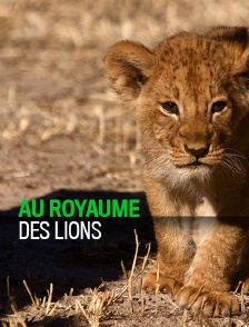 Au royaume des lions