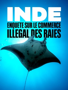 Inde : enquête sur le commerce illégal des raies