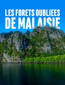 Les forêts oubliées de Malaisie