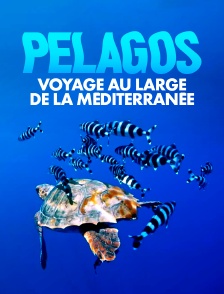 Pélagos, voyage au large de la Méditerranée