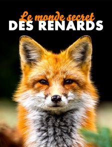 Le monde secret des renards