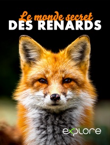 EXPLORE - Le monde secret des renards en replay