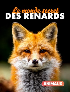 Le monde secret des renards