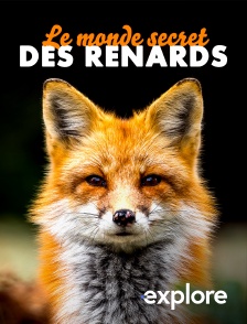 EXPLORE - Le monde secret des renards
