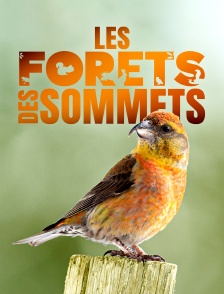 Les forêts des sommets