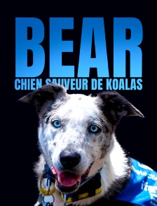 Bear, chien sauveur de koalas