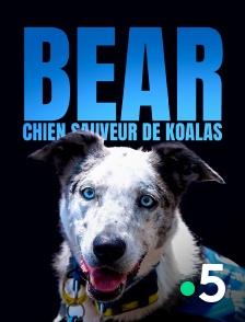 Bear, chien sauveur de koalas