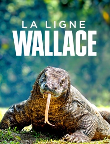 La ligne Wallace