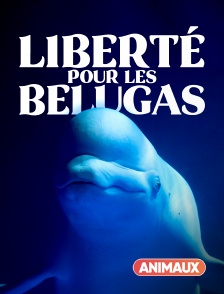 Animaux - Liberté pour les belugas !