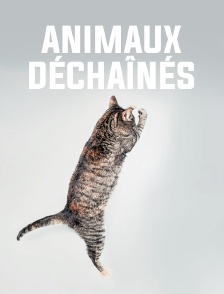 Animaux déchaînés