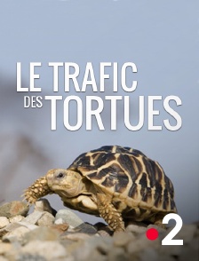 France 2 - Le trafic des tortues