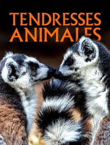 Tendresses animales