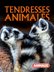 Tendresses animales