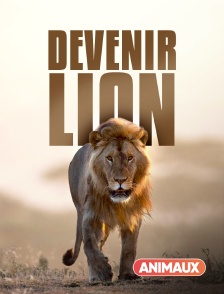 Animaux - Devenir lion