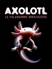Axolotl, la salamandre miraculeuse