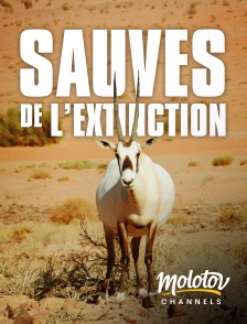 Molotov channels - FAST-Sauvés de l'Extinction