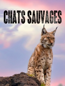 Chats Sauvages