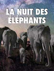 La nuit des éléphants