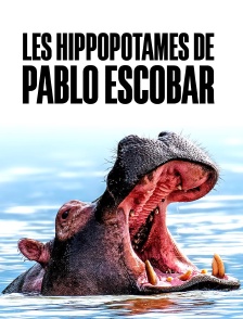 Les hippopotames de Pablo Escobar