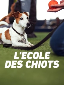 L'école des chiots