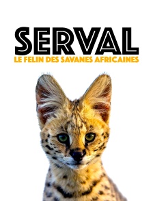 Serval, le félin des savanes africaines