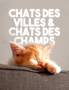 Chats des villes et chats des champs