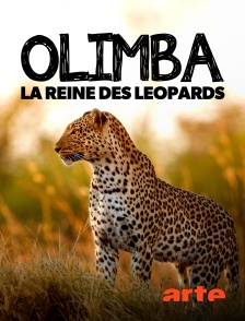 Olimba, la reine des léopards