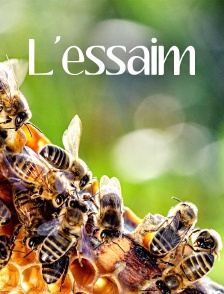 L'essaim