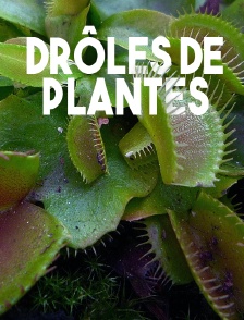 Drôles de plantes