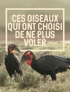 Ces oiseaux qui ont choisi de ne plus voler