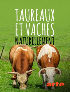 Taureaux et vaches, naturellement