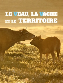 Le veau, la vache et le territoire