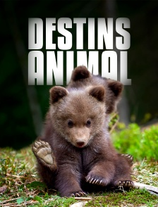 Destins Animal