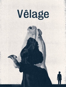 Vêlage