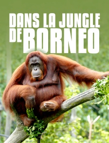 Dans la jungle de Bornéo
