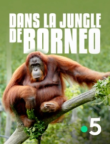 France 5 - Dans la jungle de Bornéo