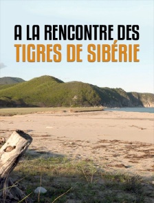 A la rencontre des tigres de Sibérie